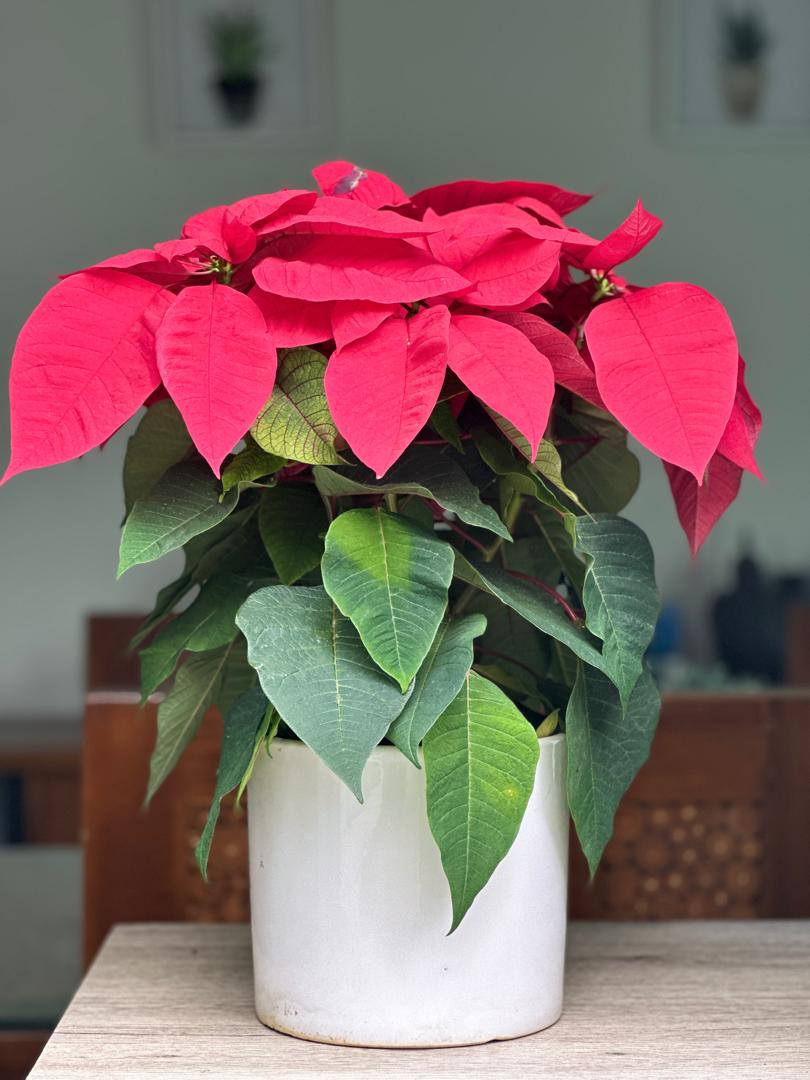 POINSETTIA