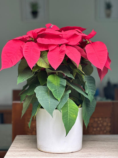 POINSETTIA