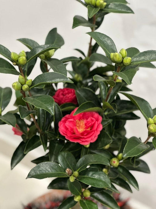 CAMELLIA